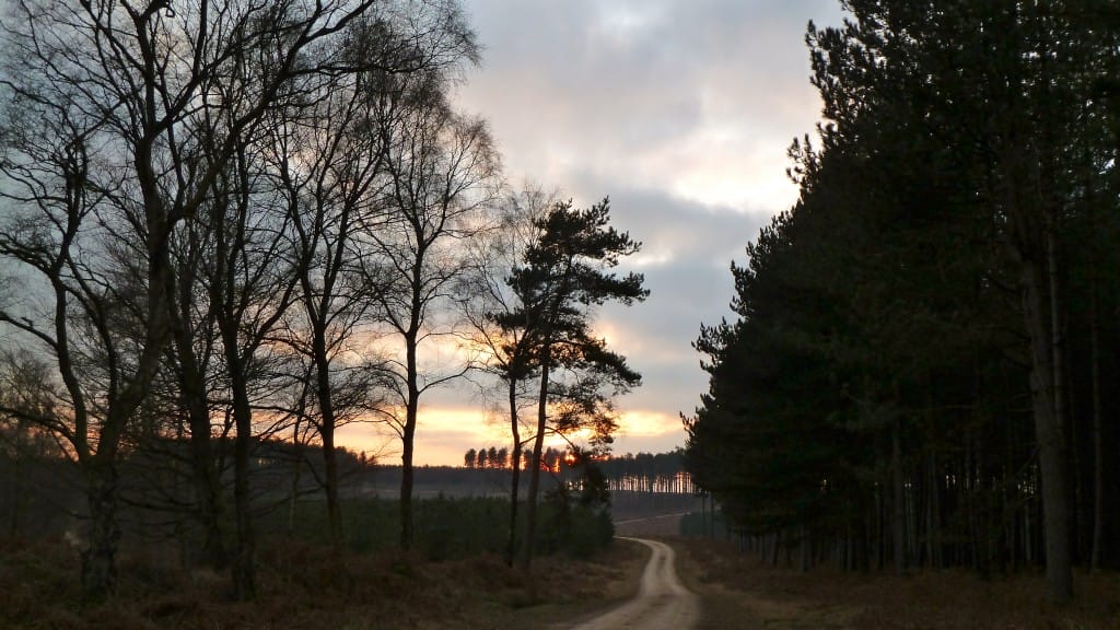 Cannock Chase